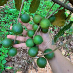 Hạt Macca Bao Nhiêu Tiền 1Kg? Cập Nhật Giá Bán Sỉ& Lẻ Chuẩn Tháng 2025