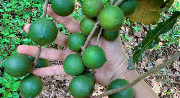 Hạt Macca Bao Nhiêu Tiền 1Kg? Cập Nhật Giá Bán Sỉ& Lẻ Chuẩn Tháng 2025