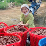 Macca Đắk Lắk vào vụ mới 2025