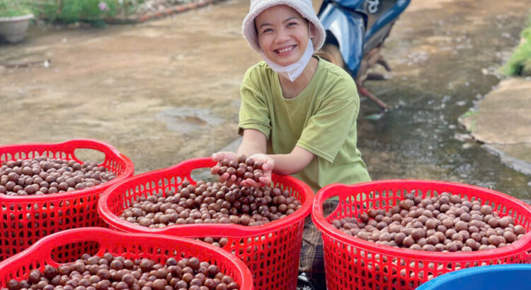 Macca Đắk Lắk vào vụ mới 2025
