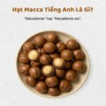 Hạt Macca Tiếng Anh Là Gì? Tên Gọi Chính Xác & Cách Phát Âm 2025