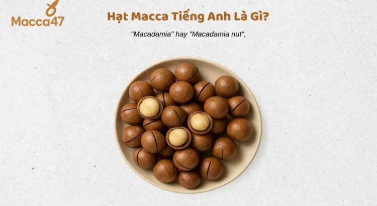 Hạt Macca Tiếng Anh Là Gì? Tên Gọi Chính Xác & Cách Phát Âm 2025