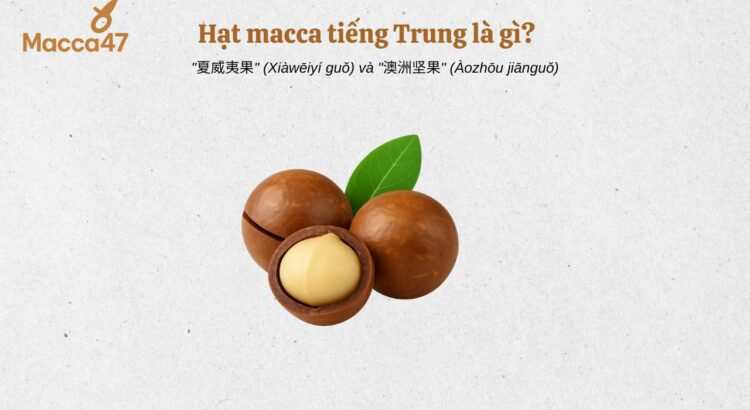 Macca tiếng Trung là gì? cách gọi chính xác nhất