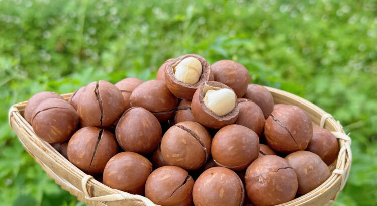 Bà bầu nên ăn bao nhiêu hạt macca mỗi ngày?