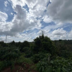 Thăm vườn macca của vụ 2025, xưởng macca47, sỉ lẻ toàn quốc