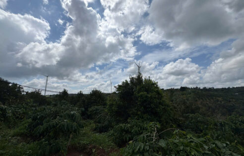 Thăm vườn macca của vụ 2025, xưởng macca47, sỉ lẻ toàn quốc