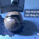 Macca Sấy Nứt Vỏ Là Gì? Phân Loại Size Và Cách Chọn Hạt Chất Lượng