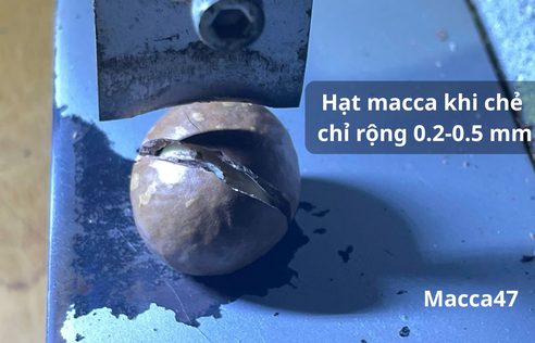 Macca Sấy Nứt Vỏ Là Gì? Phân Loại Size Và Cách Chọn Hạt Chất Lượng