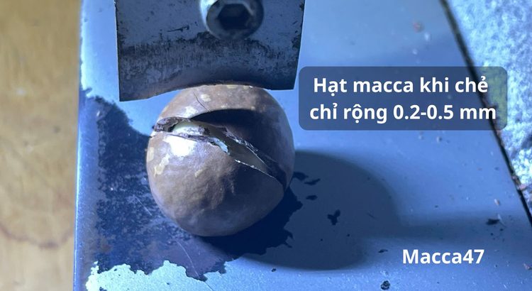 Macca Sấy Nứt Vỏ Là Gì? Phân Loại Size Và Cách Chọn Hạt Chất Lượng