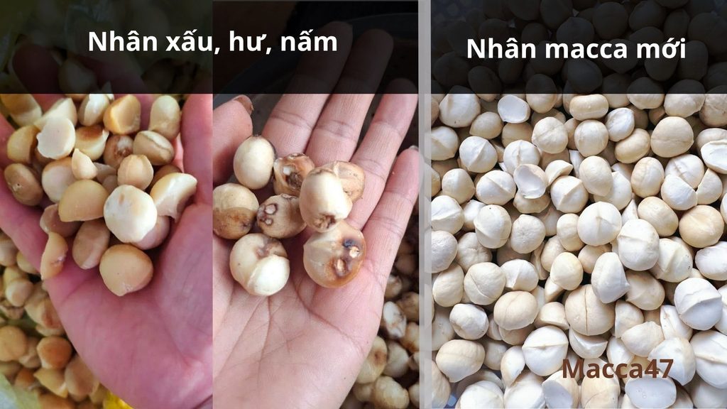 Cách phân biệt hạt macca chất lượng